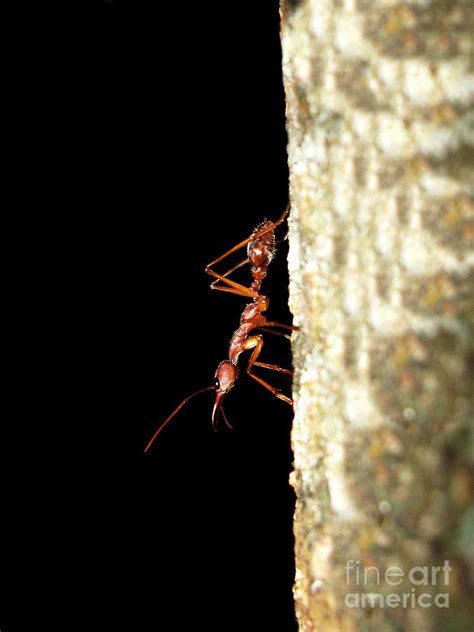 Bull Ant Photograph by Johan Larson - Fine Art America