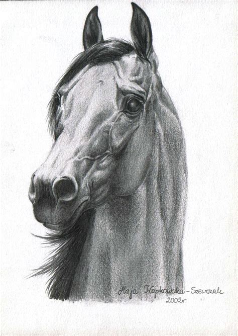 Arabian Horse Pencil Drawing