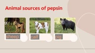 pepsin | PPT