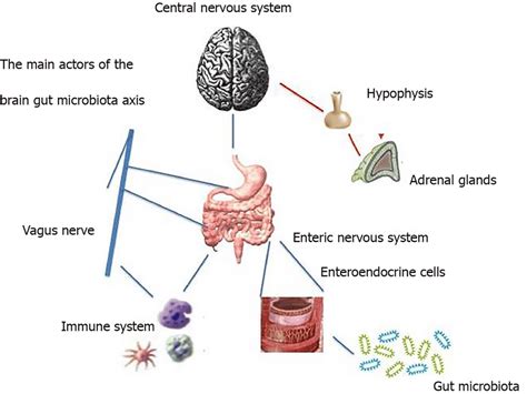 The main actors in the gut-brain-microbiota axis. The... | Download ...