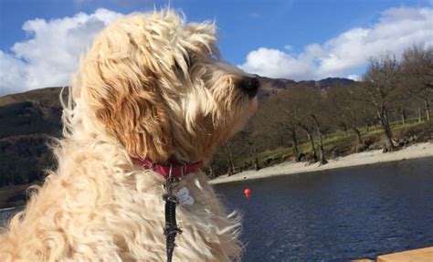 Pet dog friendly log cabins Loch Lomond, Scotland - Rowardennan Lodges ...