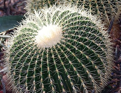 Ball Cactus Mix 15 Seeds - Notocactus - Hirt's Gardens