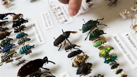 Octogenarian Couple Donates $12mil in Insects - Second Nexus