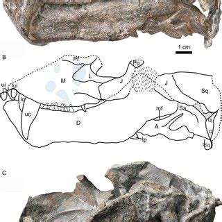 Holotype of Purlovia maxima (PIN 1538/47): palate and zygoma in (A)... | Download Scientific Diagram