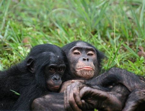 Tomorrow is World Bonobo Day!💜Sadly, due to both poaching and habitat ...