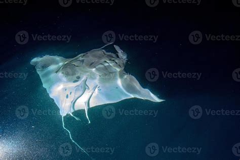 Manta eating krill plankton and krill at night 17231418 Stock Photo at Vecteezy