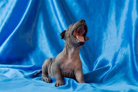 Newborn Dog Mexican Xoloitzcuintle Puppies One Week Old Sits On A Blue ...