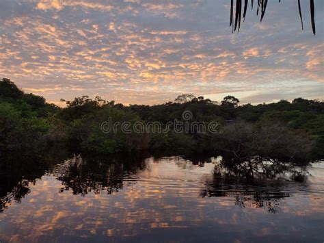 Sunrise of the Amazon Rainforest Stock Image - Image of monckey, relax ...