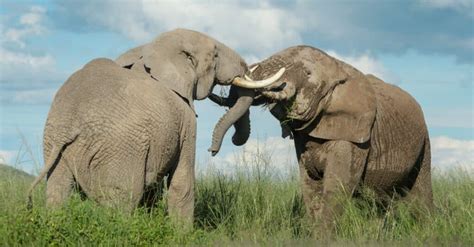 Do elephants have teeth? their dentition and tusks explained