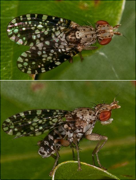 Diptera.info - Discussion Forum: Tephritidae id