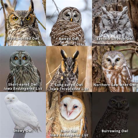 Photographer on Mission to Find All 9 Species of Owls in Iowa | whotv.com in 2021 | Owl, Species ...