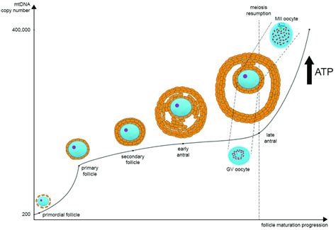 Cells | Free Full-Text | The Role of Mitochondria in Oocyte Maturation