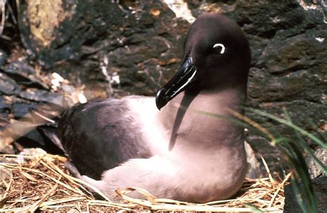 Sooty albatross (Phoebetria fusca) Frank S Todd