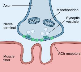 Neuromuscular Junction | Development, Anatomy, Physiology (2023)