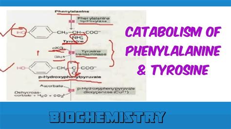 Catabolism of phenylalanine and tyrosine - YouTube