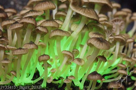 Bioluminescent Mushrooms of the World