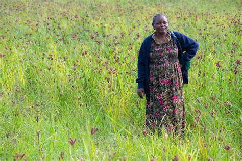 Finger millet pre-breeding in Kenya | The Crop Trust’s Dr. B… | Flickr