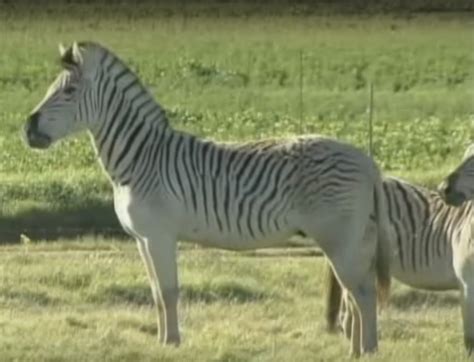 Once-extinct zebra-like 'quagga' brought back to life in South Africa using DNA engineering