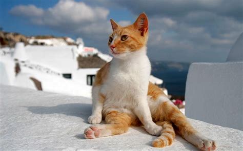 Why the Aegean Cat Breed is a Greek Treasure | Cat Breeds And Types Of Cats