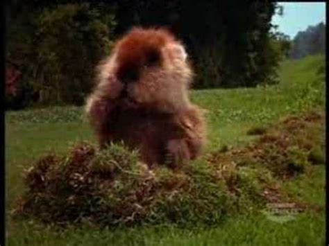 caddyshack gopher - YouTube