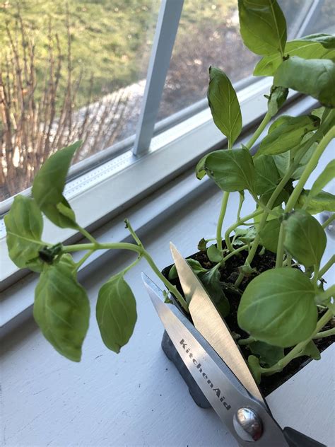 Growing Basil From Cuttings: An Easy and Fun Guide — Gardening, Herbs, Plants, and Product Reviews