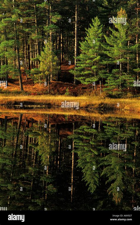 ECOSYSTEM BOG Wetland Stock Photo - Alamy