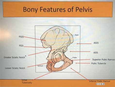 Pelvis Flashcards | Quizlet