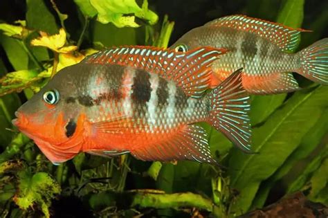 Firemouth Cichlid Care Guide & Species Profile | Fishkeeping World