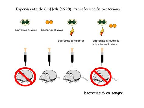 La Mitocondria: El experimento de Griffith