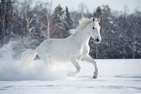 Beautiful Winter Horse Wallpapers - Wallpaper Cave