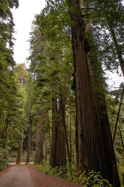 Jedediah Smith Redwoods State Park – miladidit