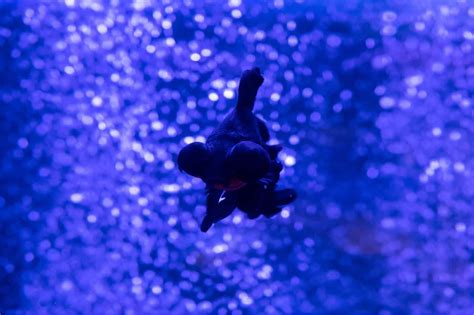 Black Moor Goldfish Care, Lifespan, Tank Size & Tank Mates | Fishkeeping World