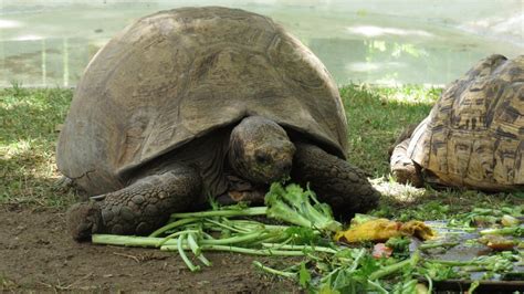 Turtle Care 101: How to Take Care of a Turtle - PetHelpful