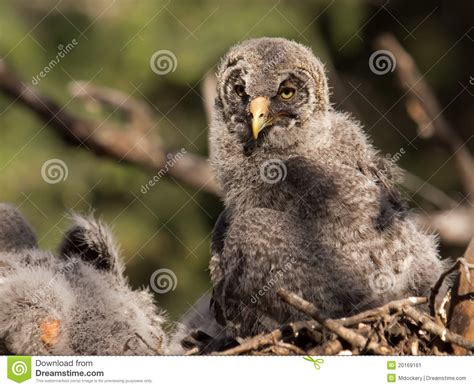 Great Gray Owl Baby Stock Image - Image: 20169161