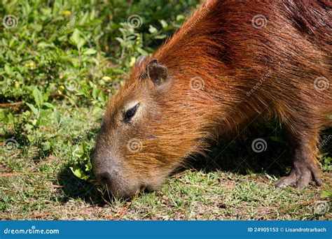 Capybara Eating Stock Photos - Image: 24905153