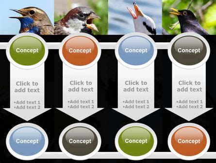 Birds Presentation Template for PowerPoint and Keynote | PPT Star