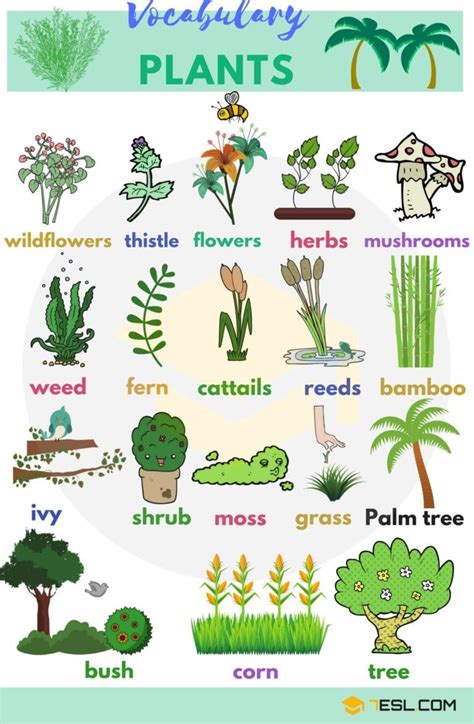 Plant Names and List of Plants and Trees with Pictures • 7ESL