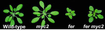 Checkmate: How plant protein Feronia protects against bacterial attackers • News Service • Iowa ...