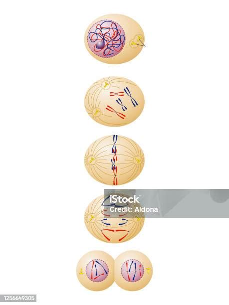 Mitosis Sel Somatik Hewan Dan Tumbuhan Ilustrasi Stok - Unduh Gambar Sekarang - Sel biologis ...