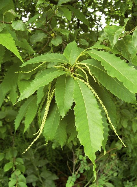 Caring For American Chestnut Tree: Planting American Chestnut Trees In Landscapes | Gardening ...