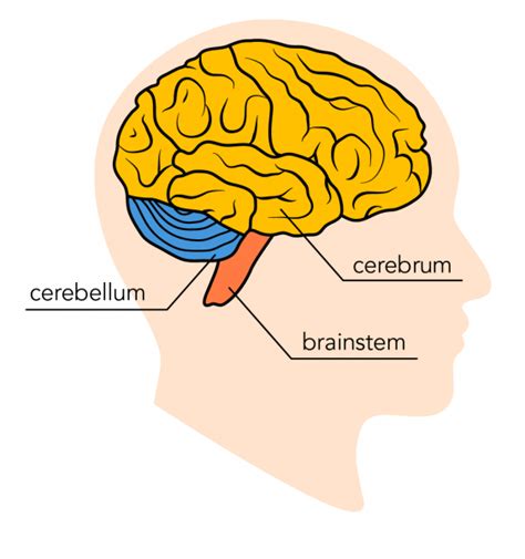 What Part Of The Brain Controls Balance - warriorazgard