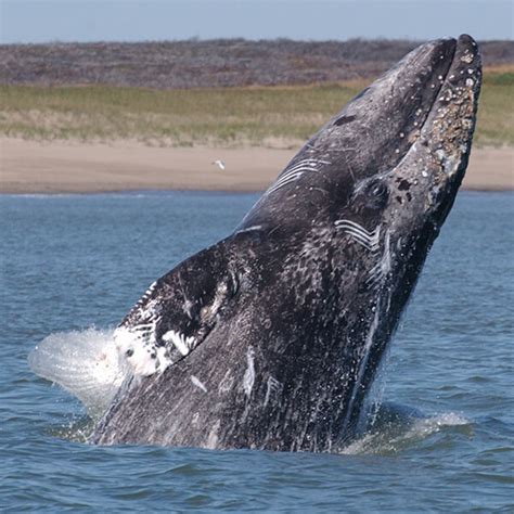 Western North Pacific Gray Whales - Marine Mammal Commission