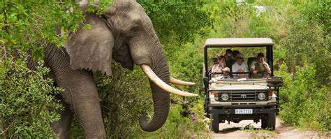 The Kruger National Park | A Safari Destination You Can’t Miss (GL)