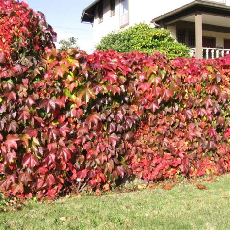 VIRGINIA CREEPER Parthenocissus Quinquefolia - 20 SEEDS