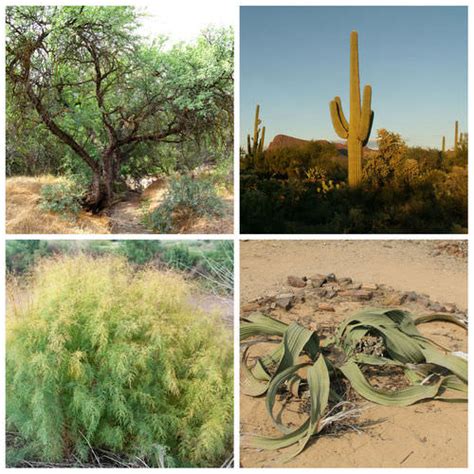 Examples Of Xerophytes Plants