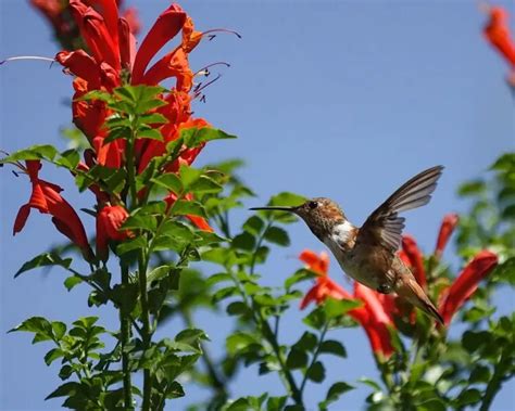 Allen's hummingbird - Facts, Diet, Habitat & Pictures on Animalia.bio