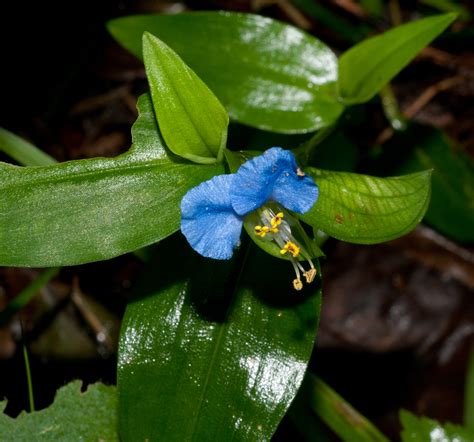 Commelina communis (Asiatic dayflower)