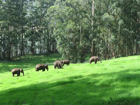 Stupendous Munnar Alleppey Houseboat tour | Kerala tour package