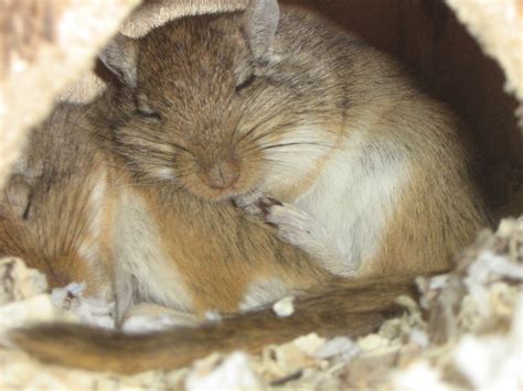 What types of Substrate/Bedding can you use? | The Gerbil Forum