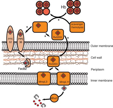 Bacterial heme uptake